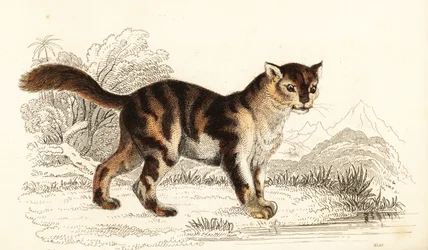 Gato salvaje de carey de Sudamérica, Felis catus. ,1834 (grabado)
