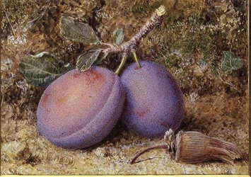 Ciruelas y una avellana