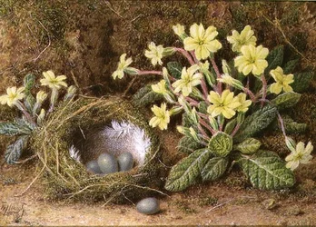 Naturaleza muerta de huevos en un nido y prímulas