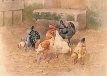 Pollos