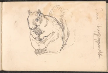 Boceto de una ardilla, 1879 circa