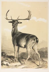 Gamo