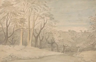 Un paisaje boscoso