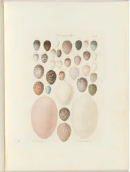 Huevos de aves de Victoria. El folio inédito Australia Terra Cognita por William Blandowski. 1855-56