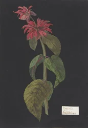 Monarda didyma, cola de león escarlata, ca. 1791.