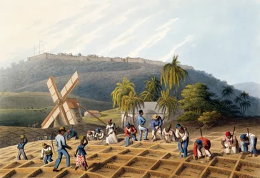 Esclavos plantando esquejes de caña, de 