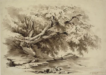 Paisaje con árboles colgando sobre un lago