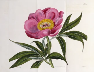 Ilustración, Número 2264, de "The Botanical Magazine", 1787-1826