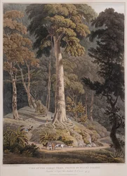 Vista del Gran Árbol, Isla del Príncipe de Gales