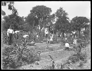 Niños trabajando en el jardín de la escuela Isham Park, Ciudad de Nueva York, 16 de agosto de 1915