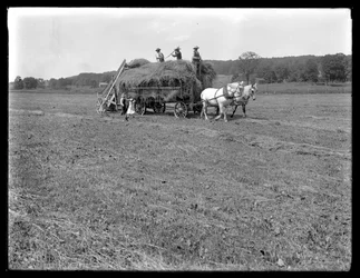 Trabajadores agrícolas cargando heno en un carro tirado por caballos, Granja McCready, Condado de Crawford, Pensilvania, c.1913
