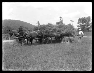 Dos hombres cargando gavillas de trigo en un carro tirado por caballos, probablemente la Granja McCready, Condado de Crawford, Pensilvania, c.1913