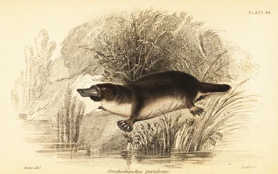 Ornitorrinco, Ornithorhynchus anatinus.,1841 (grabado)