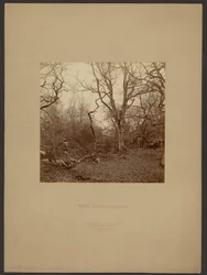 Bosque de Fontainebleau