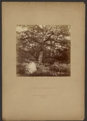 Bosque de Fontainebleau