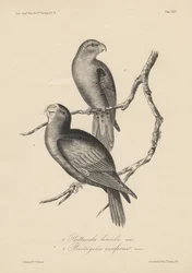 1. Psittacula lineola y 2. Brotogeris aurifrons, litografía por J.T. Bowen, 1850