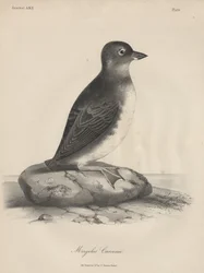 Megalus Cassinii, litografía de J.T. Bowen, 1850