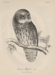 Syrnium Albogularis, litografía por J.T. Bowen