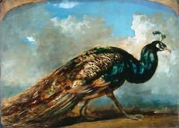 Estudio de un pavo real (óleo sobre cartón fresado)