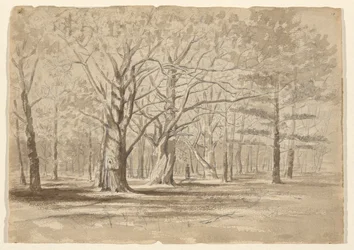 bosque universitario
