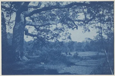 Gran roble en el borde del prado