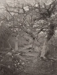 Bosque de Fontainebleau