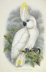 Cacatúa de ojos azules