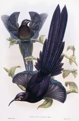 Epimachus Ellioti, Ward, c.1891-1898