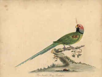 Perico cabeza de flor, Psittacula roseata. (Perico de cabeza rosa) Grabado en cobre coloreado a mano de una ilustración de William Hayes y su hija Matilda Hayes de la obra de William Hayes Portraits of Rare and Curious Birds from the Menagery of Ost