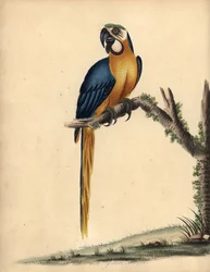 Guacamayo azul y amarillo, Ara ararauna. (Blue and yellow maccaw, Psittacus ararauna) Grabado en cobre coloreado de una ilustración de William Hayes de Portraits of Rare and Curious Birds from the Menagery of Osterly Park, Londres: Bulmer