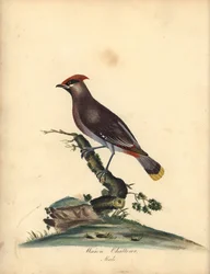 Ampelis europeo, Bombycilla garrulus. (Ampelis, Ampelis garrulus) Grabado en cobre coloreado a mano de una ilustración de A. (Ann) Hayes de 