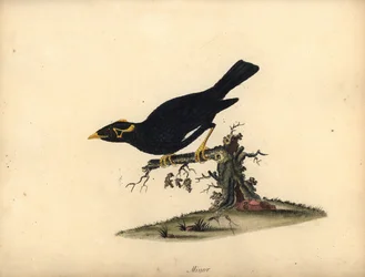 Gracula religiosa, miña común de la colina. (Grakle menor) Grabado en cobre coloreado a mano de una ilustración de William Hayes de Portraits of Rare and Curious Birds from the Menagery of Osterly Park (Londres: Bulmer