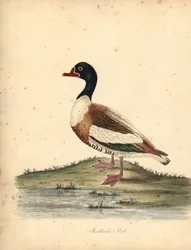 Tarro común, Tadorna tadorna. (Shieldrake, Anas tadorna.) Grabado en cobre coloreado a mano de una ilustración de William Hayes de Portraits of Rare and Curious Birds from the Menagery of Osterly Park (Londres: Bulmer