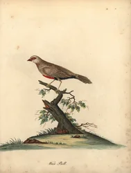 Pico de cera común, Estrilda astrild. (Loxia astreld) Grabado en cobre coloreado a mano de una ilustración de William Hayes de Portraits of Rare and Curious Birds from the Menagery of Osterly Park.