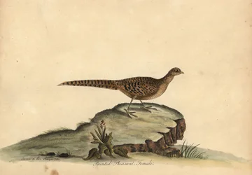 Faisán dorado o chino, Chrysolophus pictus, hembra. (Faisán pintado, Phasianus pictus) Grabado en cobre coloreado a mano de una ilustración de Ann y Emily Hayes de la obra de William Hayes Portraits of Rare and Curious Birds from the Menagery of Osterly