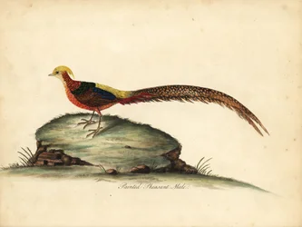 Faisán dorado o chino, Chrysolophus pictus, macho. (Faisán pintado, Phasianus pictus) Grabado en cobre coloreado a mano de una ilustración de William Hayes de Portraits of Rare and Curious Birds from the Menagery of Osterly Park, Londres: Bulmer