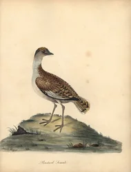 Avutarda, Otis tarda, hembra. Vulnerable. Grabado en cobre coloreado a mano de una ilustración de William y Emily Hayes de la obra de William Hayes Portraits of Rare and Curious Birds from the Menagery of Osterly Park.