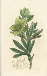 Heléboro verde, Helleborus viridis. Grabado en cobre coloreado a mano por James Sowerby de la obra Botánica inglesa de James Smith, Londres