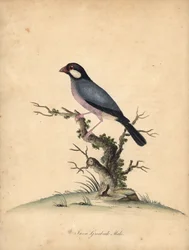 Gorrión de Java, Lonchura oryzivora. Vulnerable. (Java grosbeak, Loxea oryxivora) Grabado en cobre coloreado de una ilustración de William Hayes de Portraits of Rare and Curious Birds from the Menagery of Osterly Park, Londres: Bulmer
