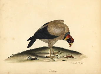 Buitre real, Sarcoramphus papa (Vultur papa). Grabado en cobre coloreado a mano de una ilustración de William Hayes y su hija M (Matilda) de Portraits of Rare and Curious Birds from the Menagery of Osterly Park.