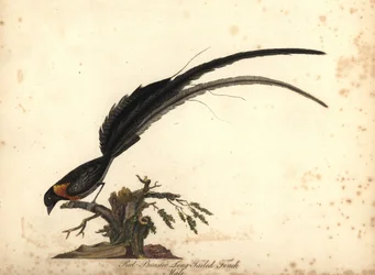 Viuda del paraíso de cola larga, Vidua paradisaea, macho. (Pinzón de cola larga y pecho rojo, Emberiza paradisaea) Ilustración de William Hayes de Portraits of Rare and Curious Birds from the Menagery of Osterly Park, Lo