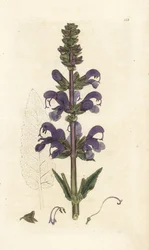 Aligustre de los prados, Salvia pratensis. Grabado en cobre coloreado a mano por James Sowerby de la obra Botánica inglesa de James Smith, Londres