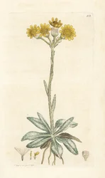 Tephroseris integrifolia (Cineraria integrifolia). Grabado en cobre coloreado a mano por James Sowerby de la obra Botánica inglesa de James Smith, Londres