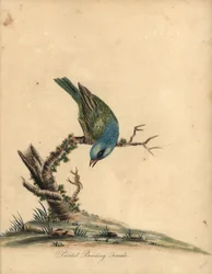Escribano pinto, Passerina ciris, hembra. Casi amenazado. Grabado en cobre coloreado de una ilustración de William Hayes de Portraits of Rare and Curious Birds from the Menagery of Osterly Park (Londres: Bulmer