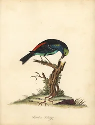 Tangara del paraíso, Tangara chilensis. (Tanagra tatao) Grabado en cobre coloreado a mano de una ilustración de William Hayes de Portraits of Rare and Curious Birds from the Menagery of Osterly Park (Londres: Bulmer