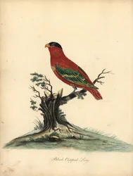 Lorius domicella. En peligro de extinción. Lori de cabeza negra, Psittacus domicilla. Grabado en cobre coloreado de una ilustración de William Hayes de Portraits of Rare and Curious Birds from the Menagery of Osterly Park (Londres: Bulmer