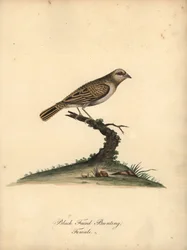 Quelea quelea, hembra (Escarabajo de cara negra, Embereza quelea) Grabado en cobre coloreado de una ilustración de William Hayes de Portraits of Rare and Curious Birds from the Menagery of Osterly Park (Londres: Bulmer