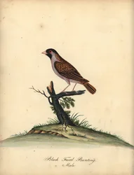 Quelea quelea, macho (Escarabajo, Embereza quelea) Grabado en cobre coloreado de una ilustración de William Hayes de Portraits of Rare and Curious Birds from the Menagery of Osterly Park (Londres: Bulmer