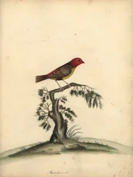 Red avadavat, Amandava amandava. (Amaduvade, Fringilla amandava) Grabado en cobre coloreado a mano de una ilustración de William Hayes de Portraits of Rare and Curious Birds from the Menagery of Osterly Park.