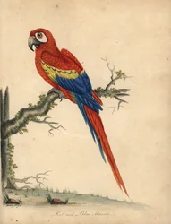 Guacamayo escarlata, Ara macao. (Guacamayo rojo y azul, Psittacus macao) Grabado en cobre coloreado a mano de una ilustración de William Hayes y su hija Matilda de la obra de William Hayes Portraits of Rare and Curious Birds from the Menagery of Osterly Pa